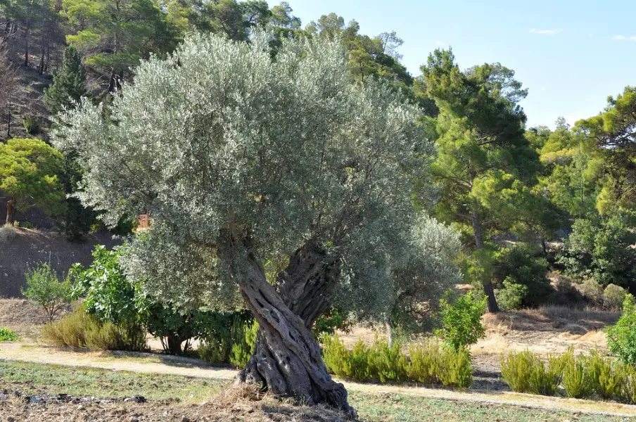 centenary_olive_tree