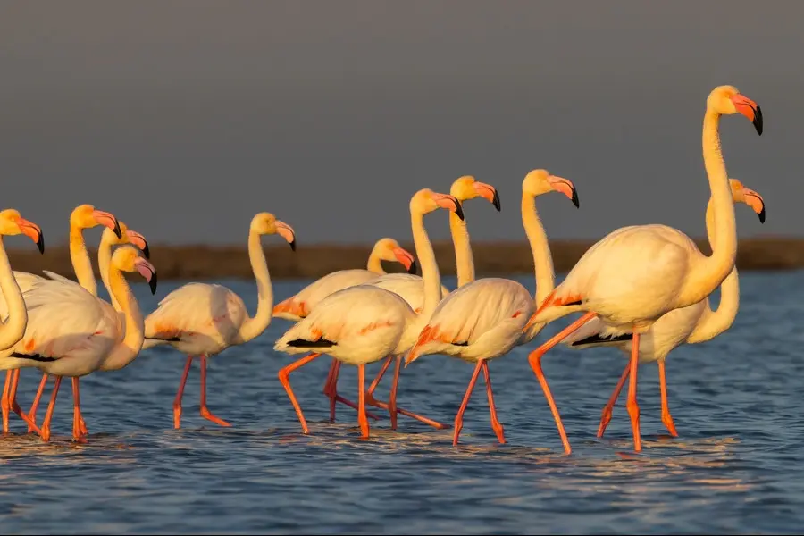 camargue and pink flamingos
